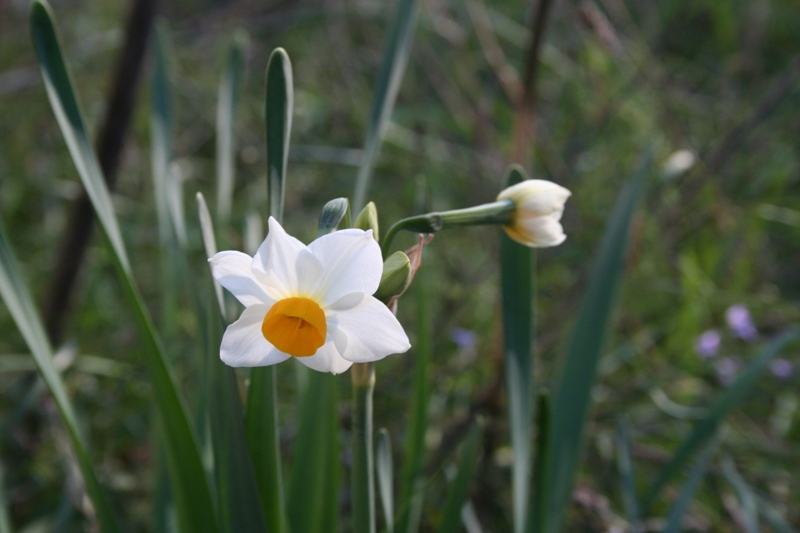 Narcissus Tazette "Geranium"